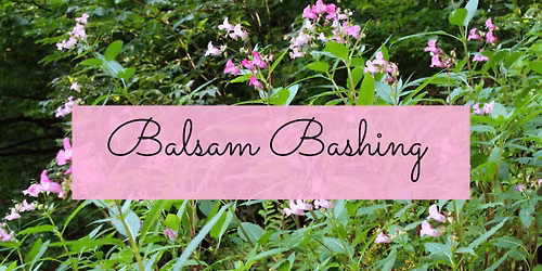 Balsam Bashing