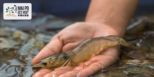 Mai Po After Dark: Gei Wai Shrimp Harvesting & Seasonal Dining Experience