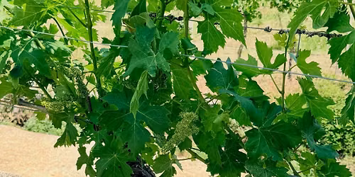 A Taste of Valpolicella: Wines & Stories from Italy