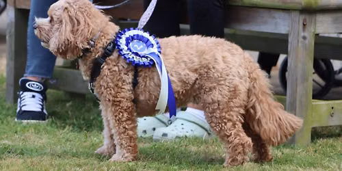 Pathfinders Dog Show