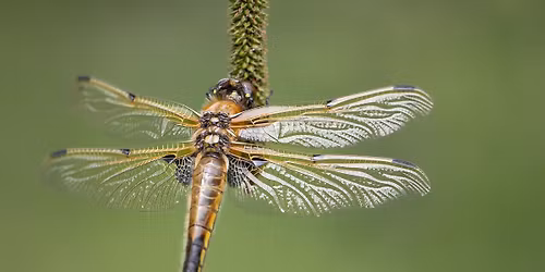 Dragonfly and Damselfly Experience.