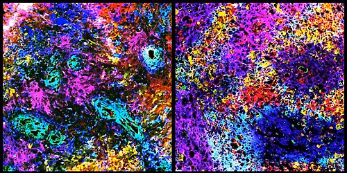 Discover Spatial Biology: From Tissue to Cells