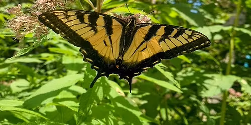 'Becoming' Butterflies: Beautiful and Beneficial