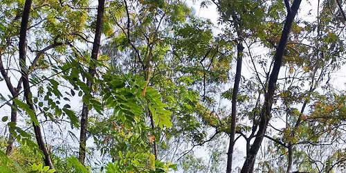 86A: T\u00f3c Ti\u00ean Mountain, Bamboo Trails To Panoramic Viewpoint