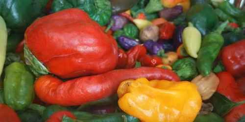 Polytunnel course\/Learn how to manage your polytunnel in an intensive and sustainable way.