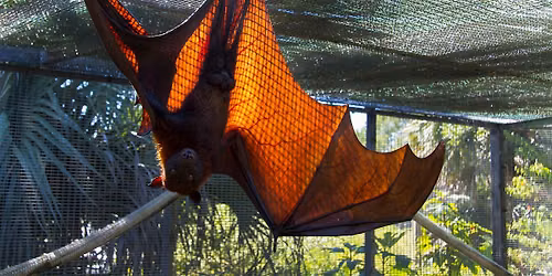 12\/14\/2026 Bats in our Florida Yards