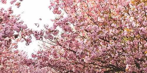 The Reconnection: A Six-Week Intro to Mindfulness