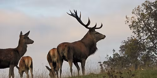 Talk: Staffordshire Deer by Derek Crawley