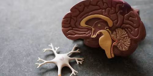 "Research Updates in Dementia and Alzheimer's Disease": In-Person Badger Talk in La Crosse, WI