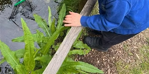 Wild Wednesday - Pond dipping