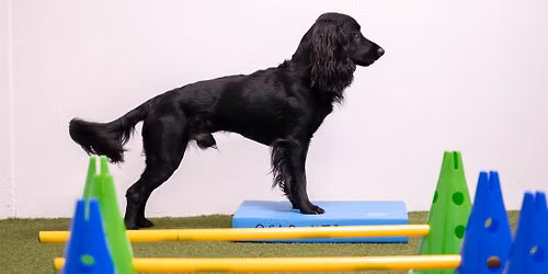 Forebyggende styrketrening - for hund :)