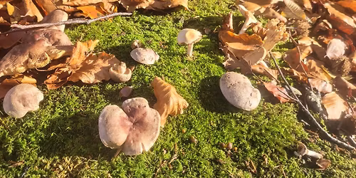 Slieve Croob, Grassland Foray,15th November 2025
