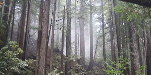 Earth Energy Walk - Fall Creek from Felton Empire