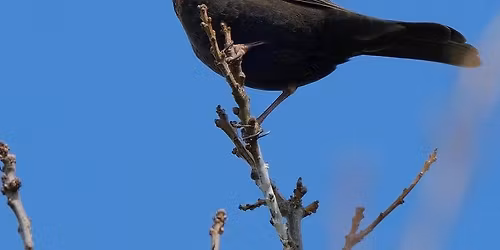 Birds and Trees for 11-16 year olds