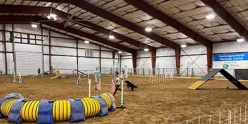 Salty Dogz Agility Club of Utah November trial