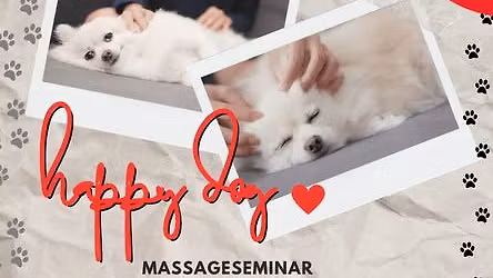 Massage f\u00fcr den Hund