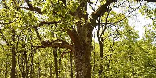 \u201e\u00d6sszhangban a B\u00e1baf\u00e1n\u00e1l\u201d 