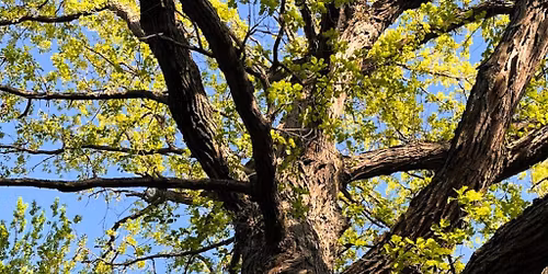 Tree Benefits Class