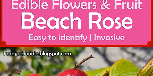 The Rose Hips