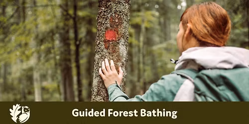 Guided Forest Bathing
