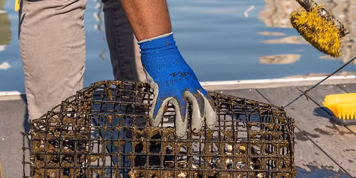 Volunteer! Oyster Planting Trip