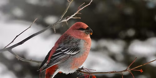 Intro to Feeding Backyard Birds!