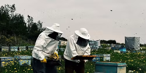 Bee Keeping 101  