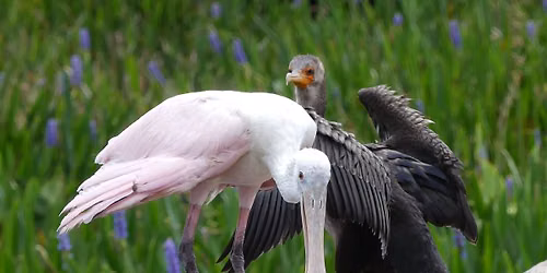 Bird Talk & Tour: Wetland Birds