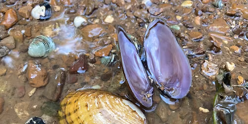 Guided Mussel Trip