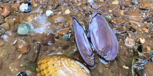 Guided Mussel Trip