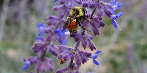 The Buzz on Bumblebees of the Front Range