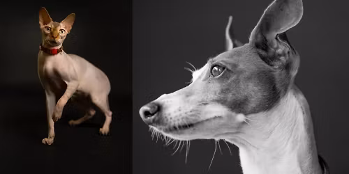 Photography Techniques: Taking Better Pet Photos