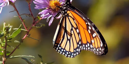Native Plant Gardening at Rochambeau Library
