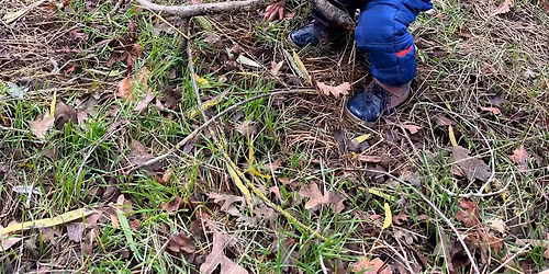 Acorn & Oak Nature Group 