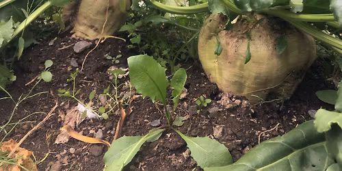 2025自家製てんさい糖を作ろう!