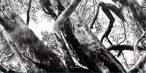 An Introduction to Scraperboard\/Scratch Board (Norton Summit)