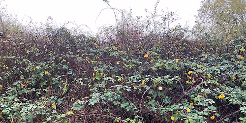 Baked Potato Bramble Bash