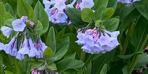 Briefly, We Bloom | Women\u2019s Yoga and Nature DAY RETREAT