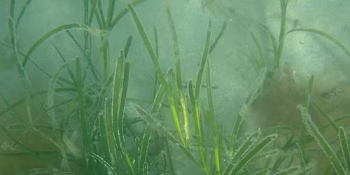 Blue Recovery - Celebrating Cornwall Council's Commitment to Marine Nature Recovery