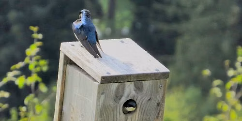 Bird Walk and Trash Pick up With SEALT 