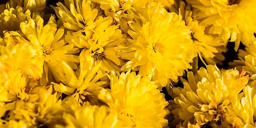 Make your own perfume! Shades of yellow (in person)