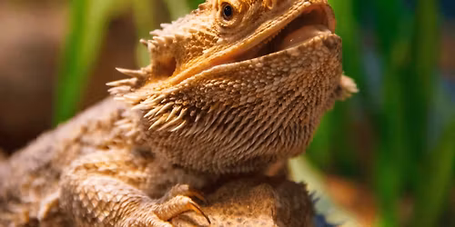 Explora Las Criaturas: Geckos bandeados de Texas y Shakesbeard, el drag\u00f3n barbado