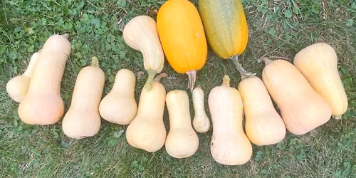 Cook Off the Land: Early Fall Workshop