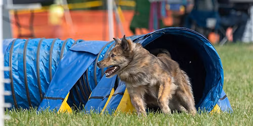 UpDog Challenge