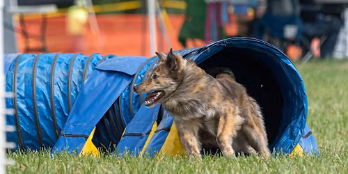 UpDog Challenge