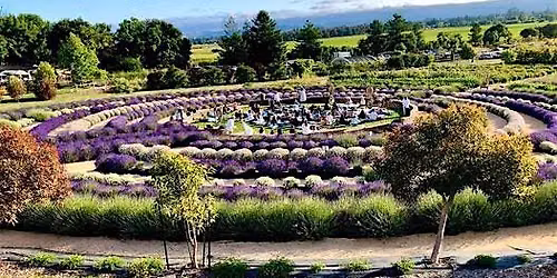 Lavender Labyrinth Sound Bath Experience
