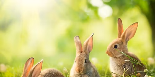 Fireside Story: It's Not Easy Being a Bunny