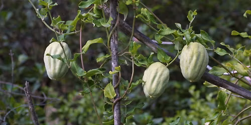 Western Bay weedbusters - moth plant drop off day!