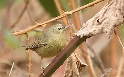 Enhance your birding skills at Burleigh H. Murray State Park