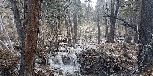 Intro to Medicine Making - Salves, Oils and Poultices